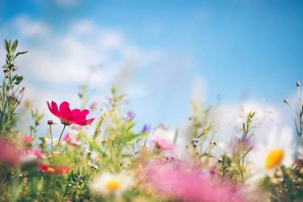 Jeunes pousses vertes et fleurs délicates annoncent le renouveau du printemps."